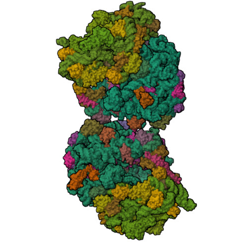 RCSB PDB - 8T8C: Crystal structure of the Thermus thermophilus 70S ...
