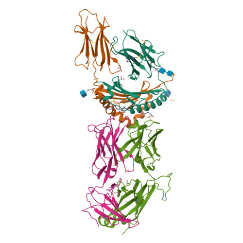 RCSB PDB - 8TRR: T cell recognition of citrullinated vimentin peptide ...