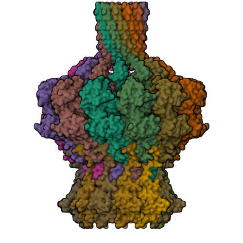 Rcsb Pdb 8tvu In Situ Cryo Em Structure Of Bacteriophage P22 Portal Protein Head To Tail