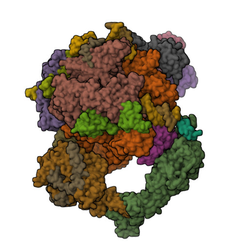 RCSB PDB - 8UHG: Structure of paused transcription complex Pol II-DSIF ...