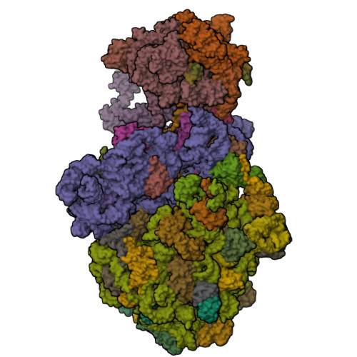 RCSB PDB - 8URI: Escherichia coli transcription-translation coupled ...