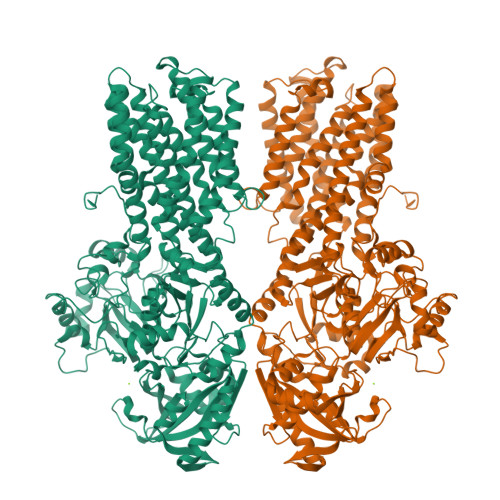 RCSB PDB - 8UY7: Magnesium transporter MgtA dimer from E. coli in
