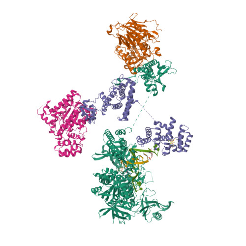 RCSB PDB - 8V6G: DNA initiation complex (configuration 1) of Xenopus laevis  DNA polymerase alpha-primase