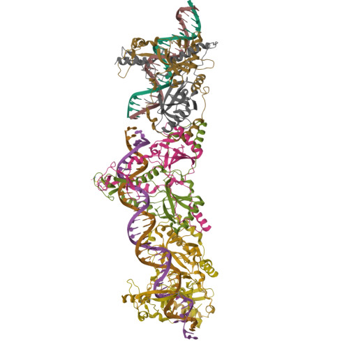 RCSB PDB - 8VF2: CryoEM structure of Ku homodimer super-complex with ...