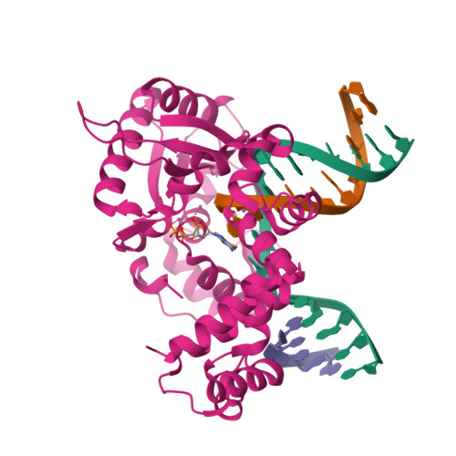 RCSB PDB - 8VFB: Ternary DNA Polymerase Beta bound to DNA containing ...