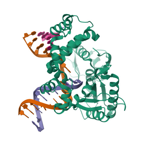 RCSB PDB - 8VFE: Binary DNA Polymerase Beta bound to DNA containing ...