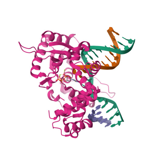 RCSB PDB - 8VFH: Ternary DNA Polymerase Beta bound to DNA containing ...