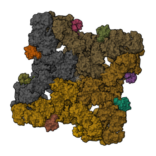 RCSB PDB - 8VK4: Structure of mouse RyR1 in complex with S100A1 (high ...