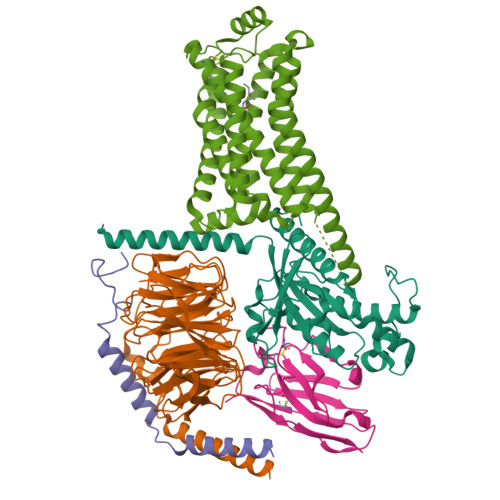 RCSB PDB - 8W8A: Cryo-EM structure of the RO5256390-TAAR1 complex