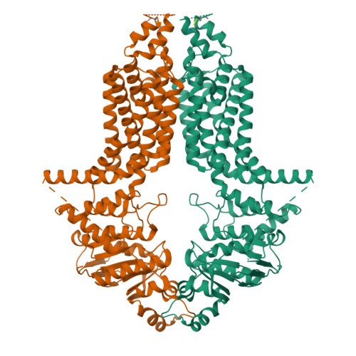 RCSB PDB - 8WD6: Cryo-EM Structure Of The ABCG25