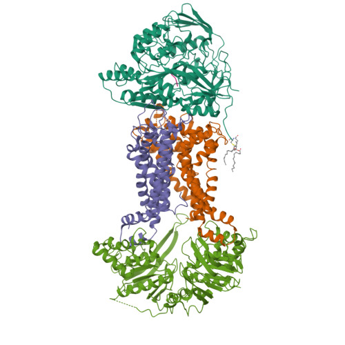RCSB PDB - 8WDA: Cryo-EM structure of the substrate-bound DppABCD complex