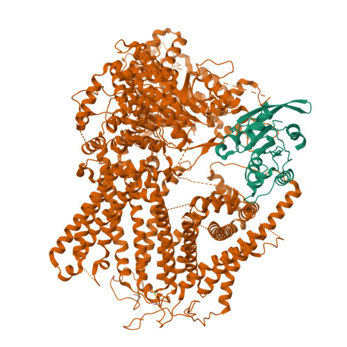 Labocoページ RCSB PDB - 8WLA: Cryo-EM structure of the beta-1,3-glucan synthase