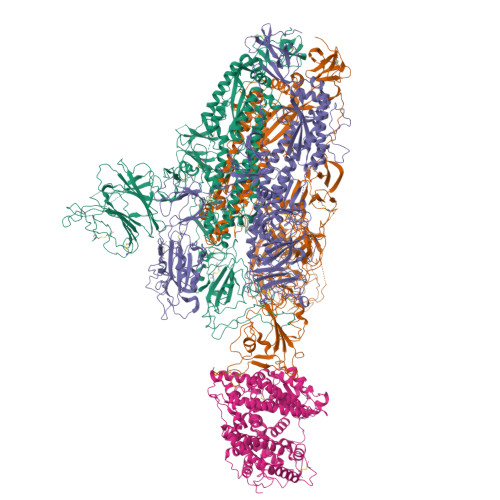 RCSB PDB - 8WRM: XBB.1.5 spike protein in complex with ACE2