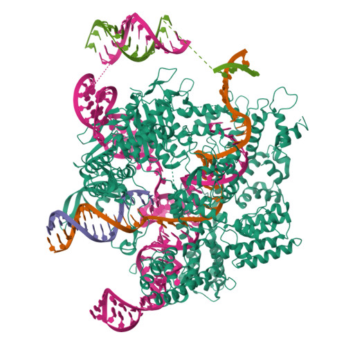 RCSB PDB - 8WUU: SpCas9-pegRNA-target DNA complex (pre-initiation)