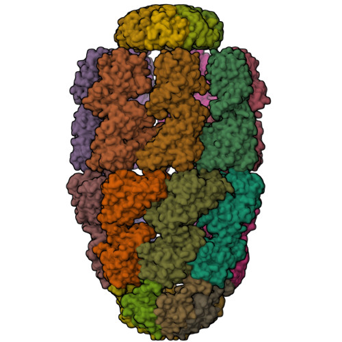 RCSB PDB - 8WUW: Cryo-EM structure of H. thermophilus GroEL-GroES2 ...