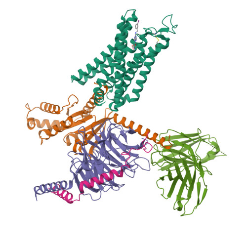RCSB PDB - 8X16: Cryo-EM structure of adenosine receptor A3AR bound to ...
