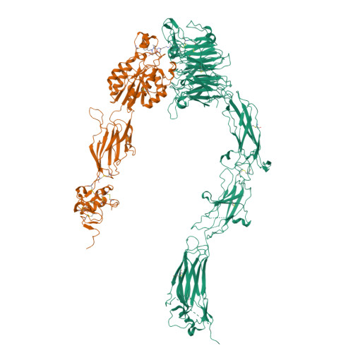 RCSB PDB - 8XF6: Cryo-EM structure of integrin ITGAV, ITGB3 and ...