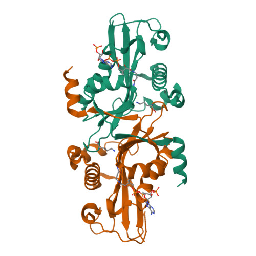 Rcsb Pdb Xj Crystal Structure Of Atnata Bound To Ornithine And Coa