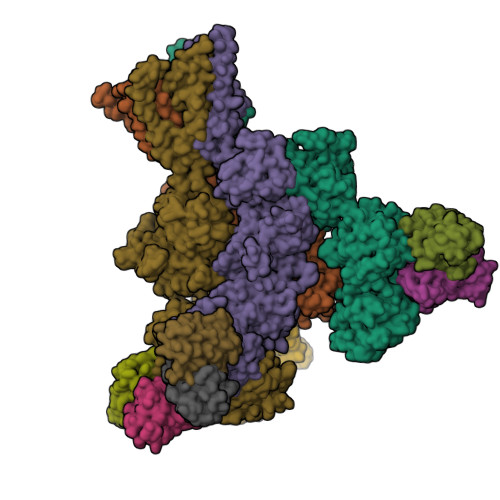 RCSB PDB - 8XLK: Structure of native tri-heteromeric GluN1-GluN2A