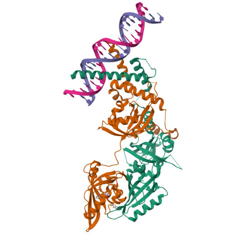 RCSB PDB - 8XS7: Crystal structure of the DNA-bound AHR-ARNT