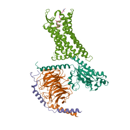 RCSB PDB - 8XZG: Cryo-EM structure of the [Pyr1]-apelin-13-bound 