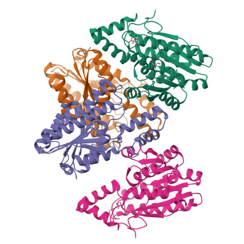 RCSB PDB - 8Y46: Crystal structure of L-2-keto-3-deoxyfuconate 4