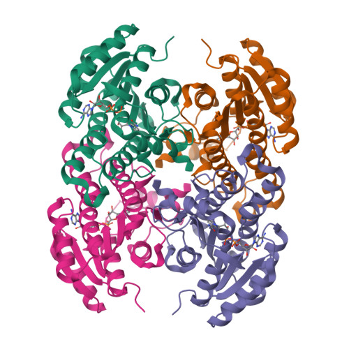 RCSB PDB - 8Y83: Crystal structure of a ketoreductase from