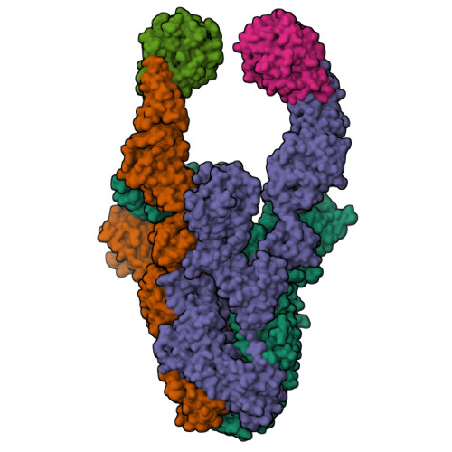 RCSB PDB - 8Y88: Structure of HCoV-HKU1C spike in the functionally