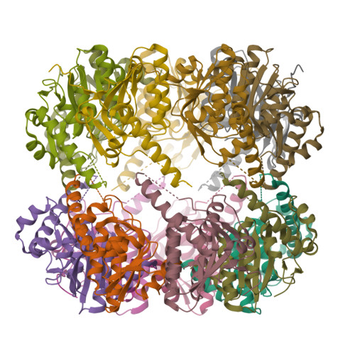 RCSB PDB - 8YD4: CryoEM structure of apo M. tuberculosis ClpP1P2
