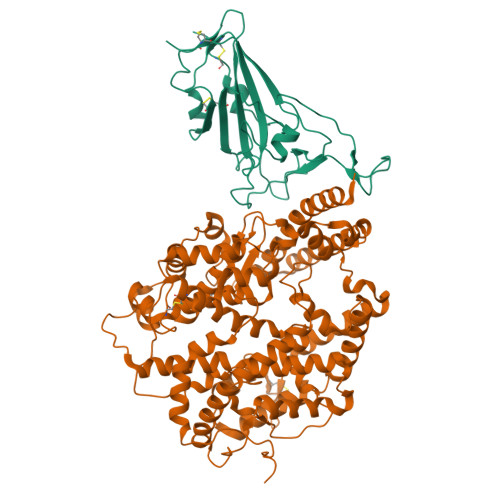 RCSB PDB - 8YZD: Structure of JN.1 RBD protein in complex