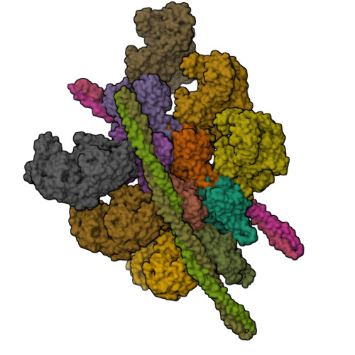 Atm Structure RCSB PDB - 8ZBM: RAT skeletal muscle ATM complex