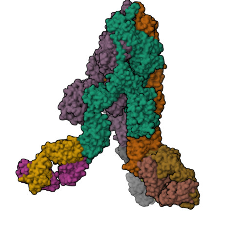 RCSB PDB - 8ZC0: SARS-CoV-2 Omicron BA.2 spike trimer (6P) in
