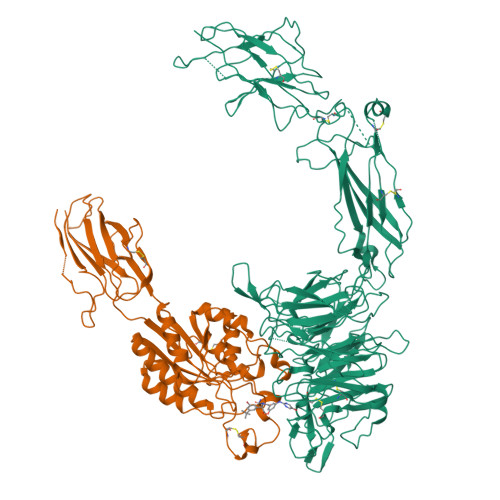 RCSB PDB - 8ZDF: Cryo-EM structure of the integrin avb3 with CWHM-12 ...