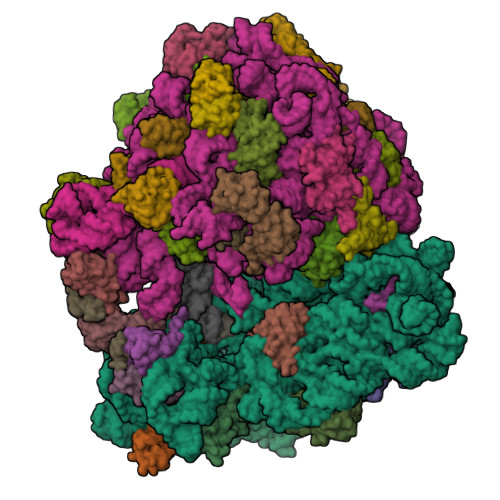 RCSB PDB - 8ZFF: Structure of the Bacterial Ribosome without hypoxia ...