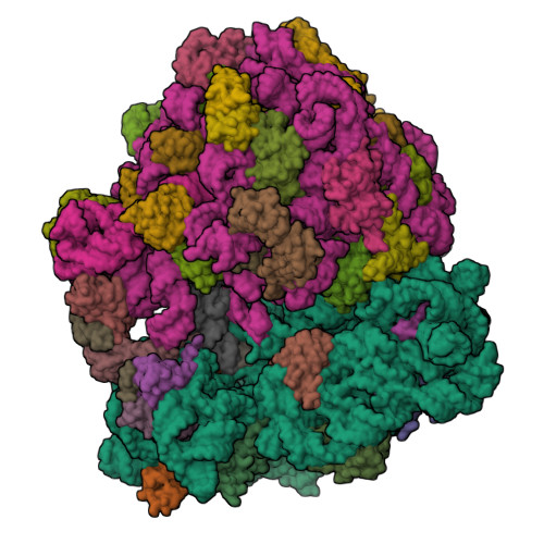 RCSB PDB - 8ZFG: Structure of the Bacterial Ribosome with hypoxia