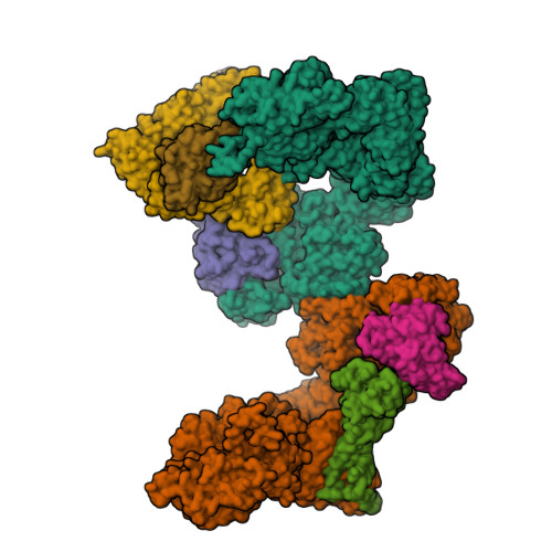 RCSB PDB - 8ZJ2: Cryo-EM structure of the RhoG/DOCK5/ELMO1/Rac1