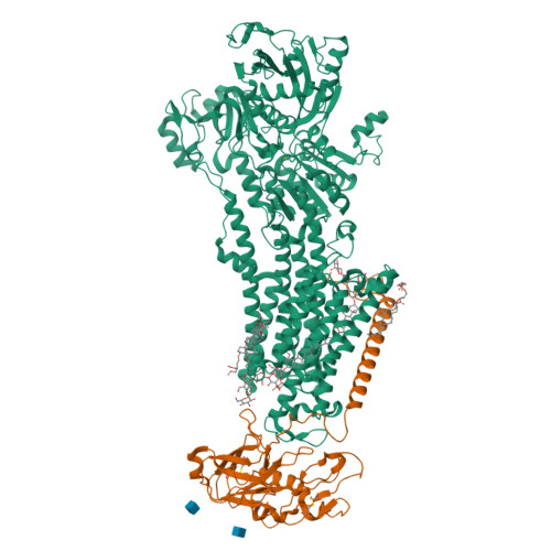 Sodium/potassium-transporting ATPase subunit alpha-4 structure
