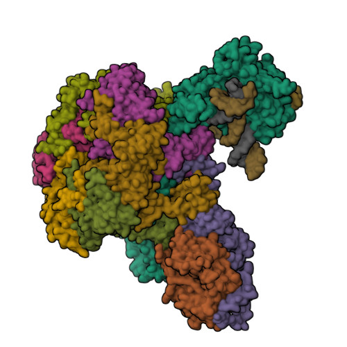 Rcsb RCSB PDB - 9B1D: Cryo-EM structure of native SWR1 bound to DNA ...
