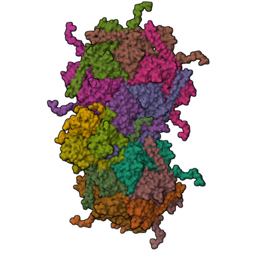 RCSB PDB - 9B40: Pseudomonas phage Pa193 5-fold vertex (capsid ...