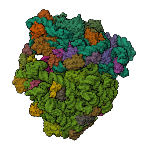 G418 Ribosome RCSB PDB - 9B51: E. coli 70S ribosome complex (N1-methylated 16S A1408 ...