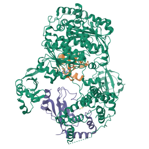 RCSB PDB - 9B5J: Ubiquitin E1-Ub-E2 tetrahedral transthiolation ...