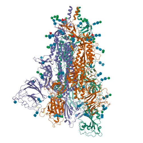 RCSB PDB - 9BD9: SARS CoV-2 full-length WT spike protein, 1RBD-up