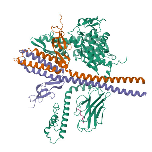 RCSB PDB - 9BLS: Structure of the human mitochondrial Hsp70 (mortalin ...