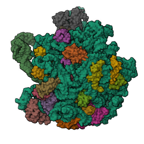 RCSB PDB - 9BSS: 45SRbgA particle in complex with RbgA and YphC. Class B