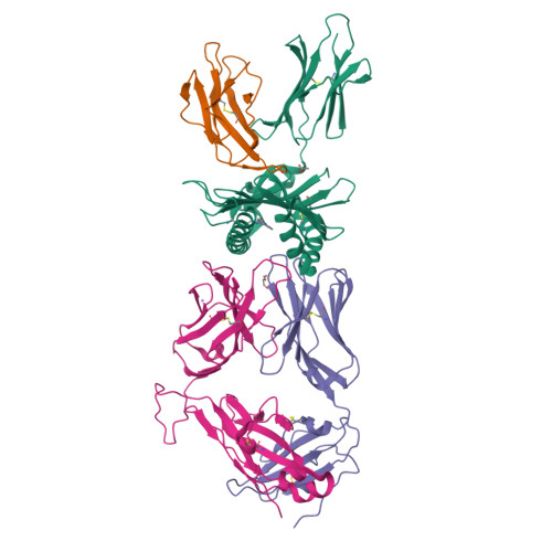 RCSB PDB - 9BTZ: Structure of human MAIT A-F7 TCR in complex with human ...