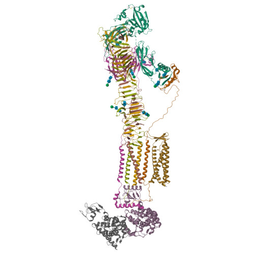 RCSB PDB - 9C3C: Cryo-EM structure of native dystrophin-glycoprotein ...