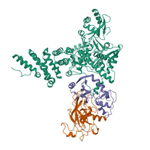 RCSB PDB - 9CHT: Human E3 ligase E6AP in complex with HPV16