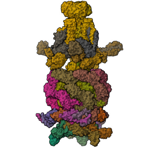 RCSB PDB - 9D93: Mycobacteriophage Bxb1 tail tip - Composite map and model