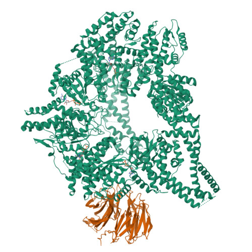 RCSB PDB - 9DJU: CryoEM structures of yeast cytoplasmic dynein in the ...