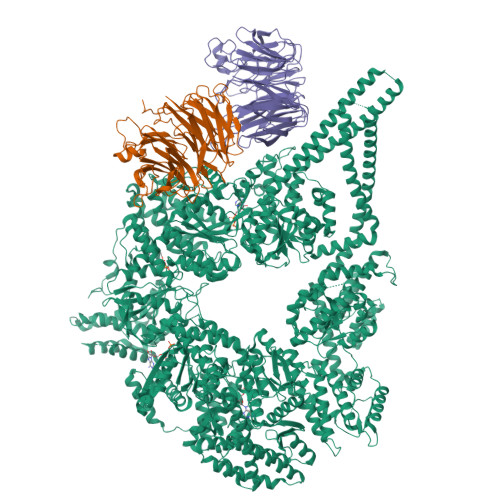 RCSB PDB - 9DJZ: CryoEM structures of yeast cytoplasmic dynein in the ...
